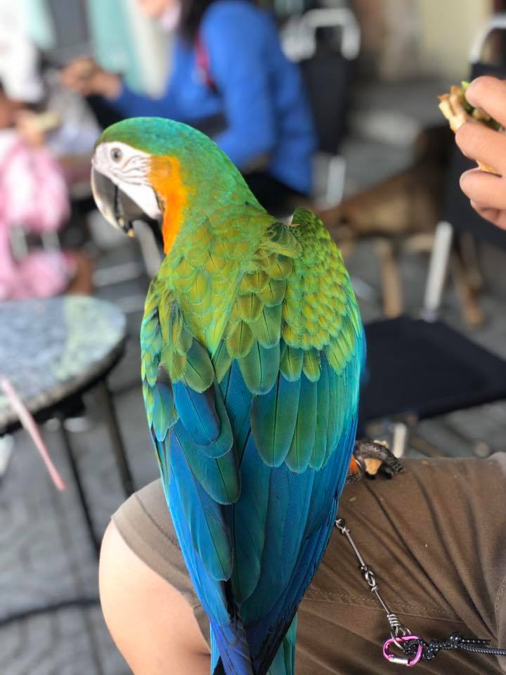 Vẹt macaw" - 141.926 Ảnh, vector và hình chụp có sẵn | Shutterstock
