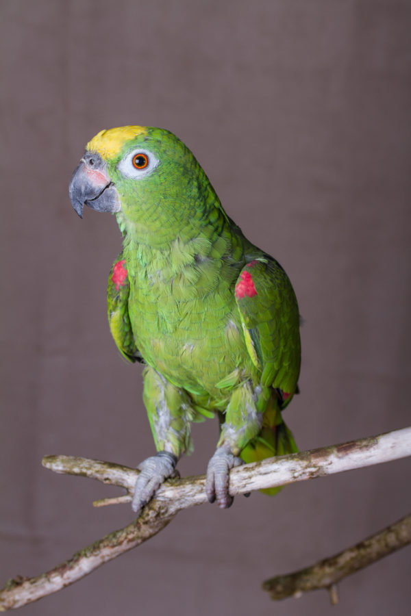 AMAZON YELLOW CROWNED – Cửa Hàng Thú Cưng