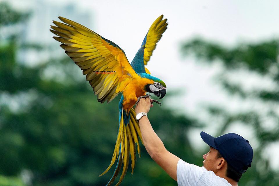 Vẹt Macaw (Vẹt đuôi dài vàng lam) – Cách nuôi và nguồn gốc